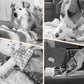 🐶Αγοράστε 1 και πάρτε 1 δωρεάν🐾Διαδραστική μπάλα αναπήδησης ειδικά σχεδιασμένη για σκύλους.