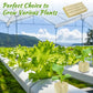 🌱Σπορόφυτα καλλιέργειας χωρίς χώμα