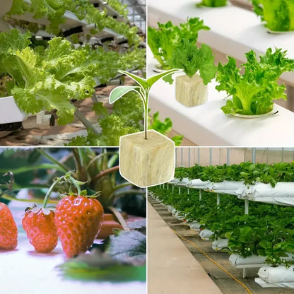 🌱Σπορόφυτα καλλιέργειας χωρίς χώμα